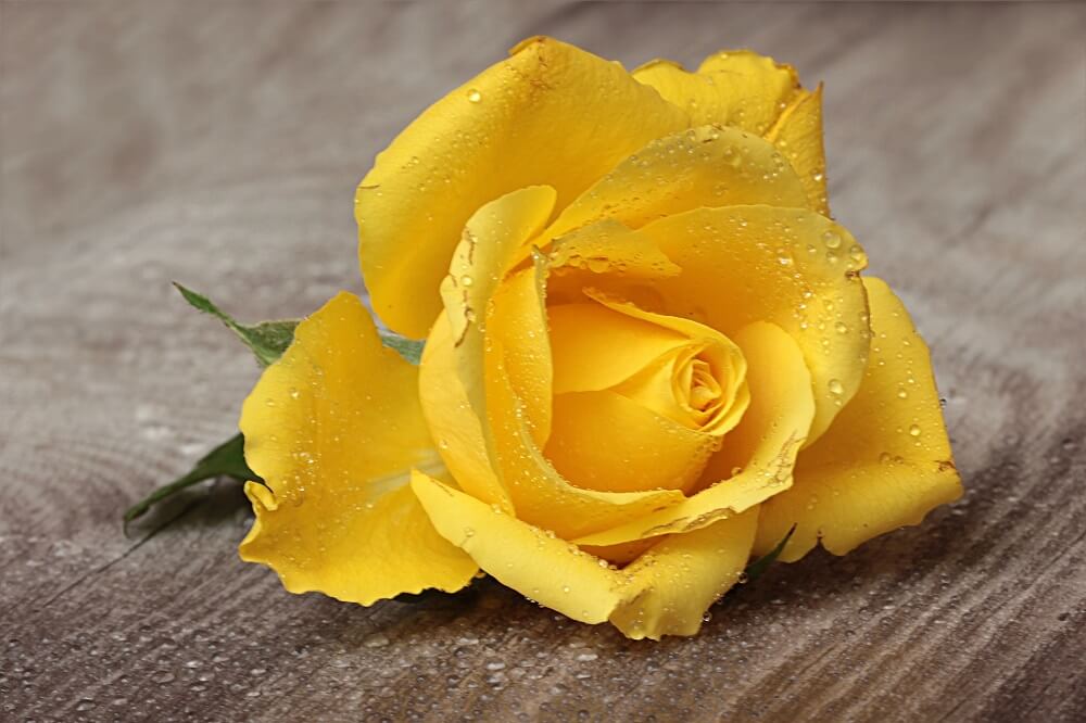 Yellow-rose