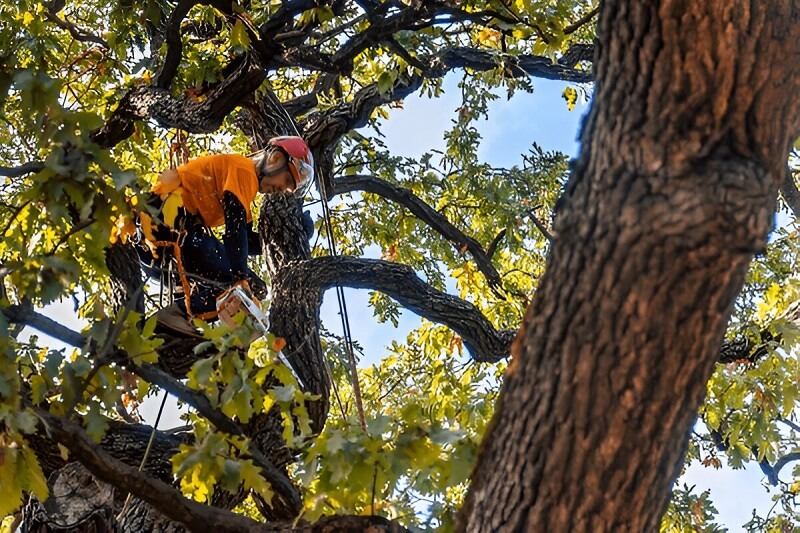 tree pruning service