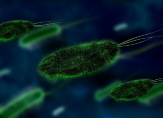 How You Save Yourself From A Bacterial Infection? bacteria