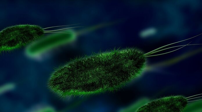 How You Save Yourself From A Bacterial Infection? bacteria