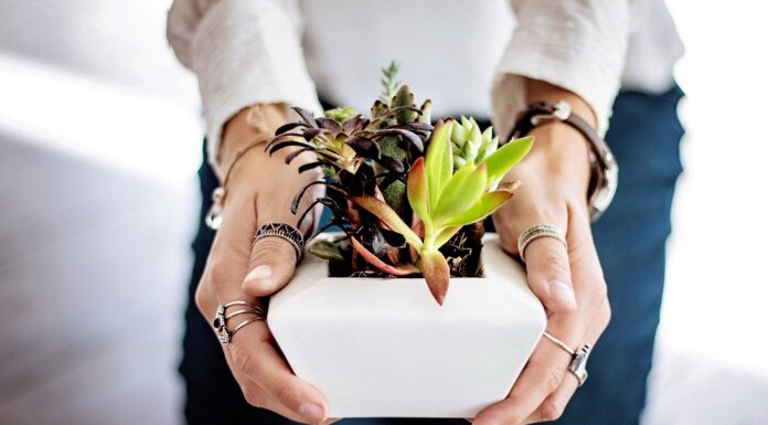 Companion Planting Guide For Beginners planting