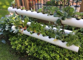 Get The New Ideas for Perfect Hydroponic Garden for Healthy Garden