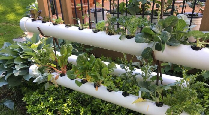 Get The New Ideas for Perfect Hydroponic Garden for Healthy Garden