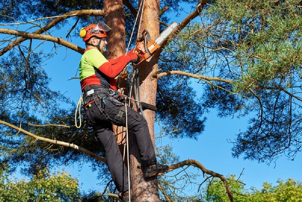 Melbourne-Tree-Removal-Service