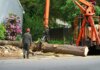 Why Would You Hire a Tree Removal Service? Tree-Removal-Service