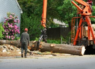 Why Would You Hire a Tree Removal Service? Tree-Removal-Service