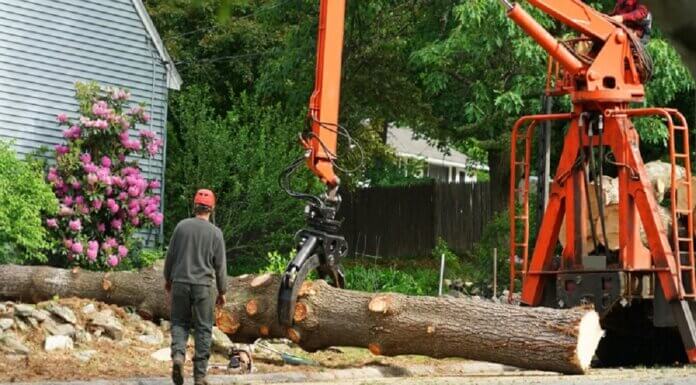 Why Would You Hire a Tree Removal Service? Tree-Removal-Service