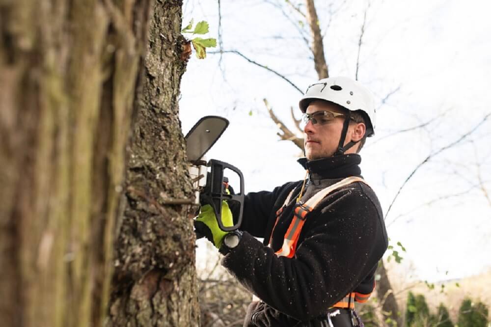 Tree-Removal-Service-Melbourne