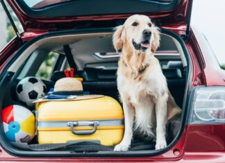 Here’s All You Need To Know About Finding A Pet-Friendly Accommodation pet-friendly
