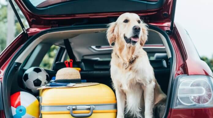Here’s All You Need To Know About Finding A Pet-Friendly Accommodation pet-friendly