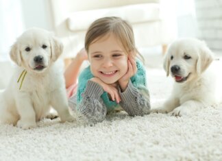 6 Important Tips To Consider While Purchasing Carpets For Your Home Carpets