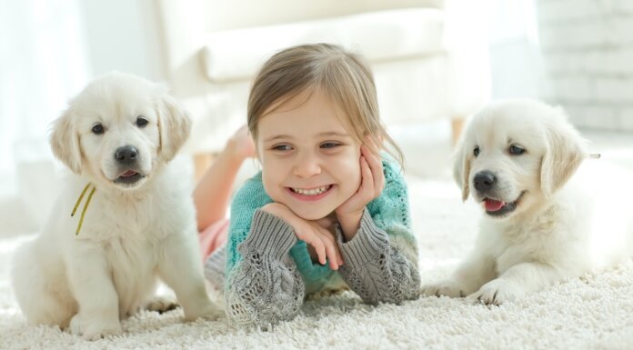 6 Important Tips To Consider While Purchasing Carpets For Your Home Carpets