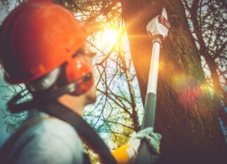 How Do You Choose the Best Tree Cutting Services? tree cutting