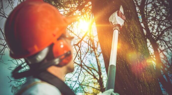 How Do You Choose the Best Tree Cutting Services? tree cutting