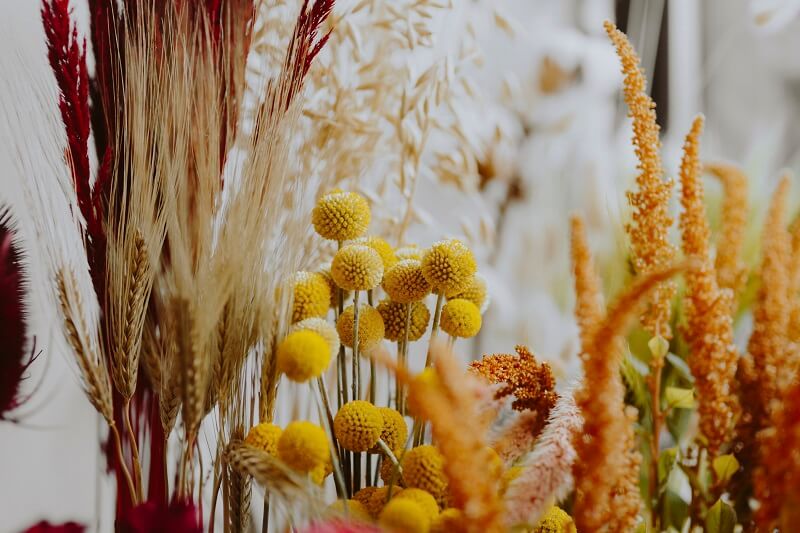 Dried Flowers 