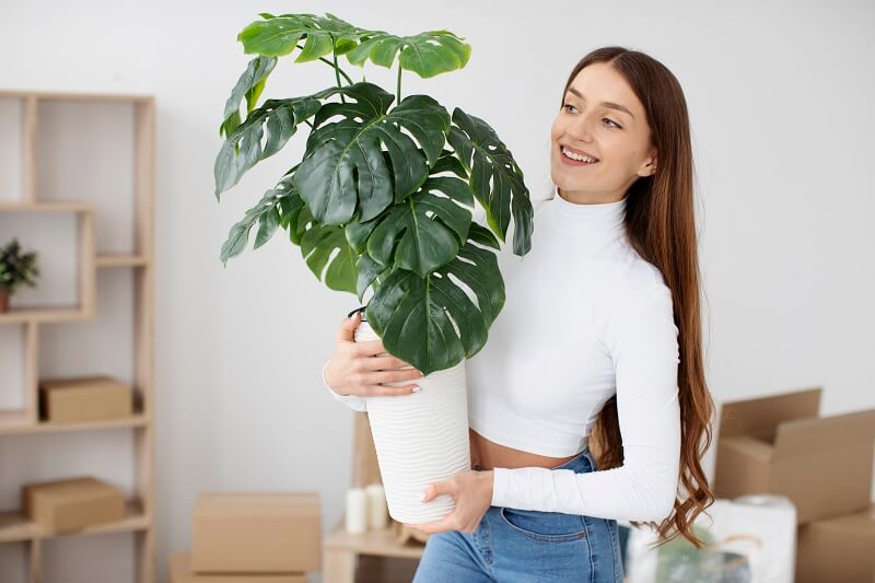 Indoor Plants