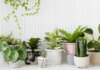 The Green Indoors: A Comprehensive Guide to Indoor Plants Indoor Plants