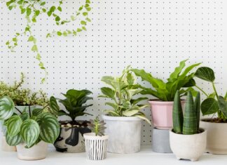 The Green Indoors: A Comprehensive Guide to Indoor Plants Indoor Plants
