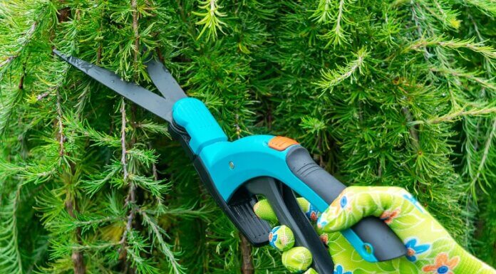 The Transformative Power of Tree Pruning: Enhancing Plant Health and Growth Tree Pruning
