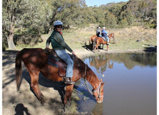Healing Power of Horse Riding: Understanding Equine Therapy