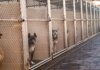 Choosing the Right Dog Boarding Kennels: Essential Factors to Consider Dog Boarding Kennels