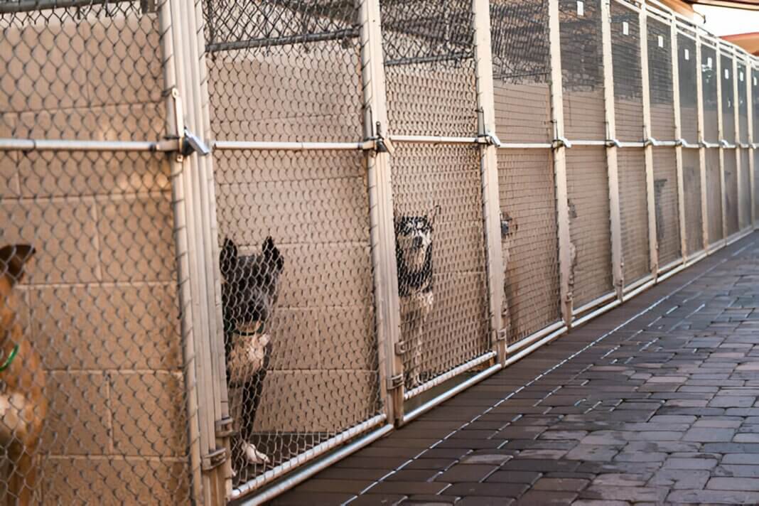 Dog Boarding Kennels
