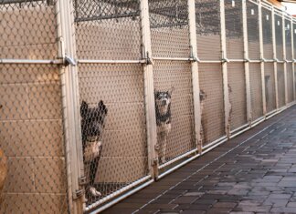 Choosing the Right Dog Boarding Kennels: Essential Factors to Consider Dog Boarding Kennels