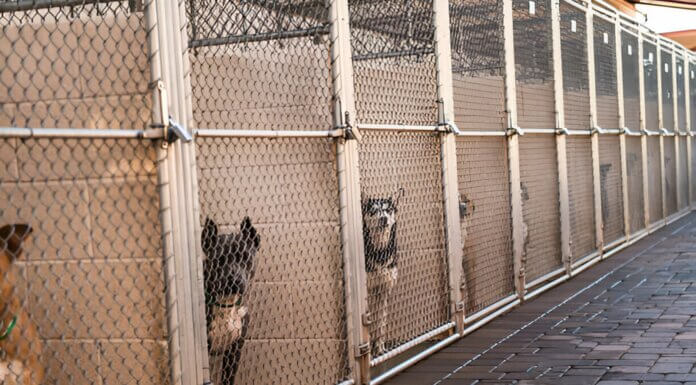 Choosing the Right Dog Boarding Kennels: Essential Factors to Consider Dog Boarding Kennels