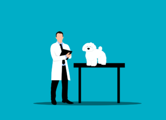 Unlock The Door To Your Pet’s Optimal Health: Nutrition Advice From Vets