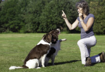 Dog Training Courses for a Happy, Well-Behaved Companion