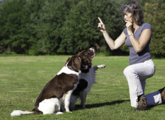 Dog Training Courses for a Happy, Well-Behaved Companion