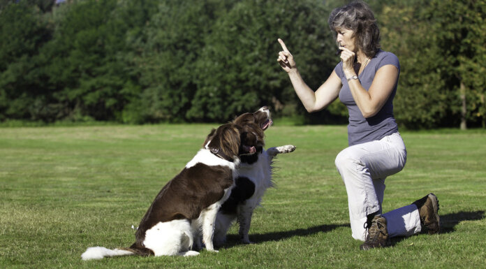 Dog Training Courses for a Happy, Well-Behaved Companion