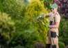Why a Professional Tree Pruning Service Is Essential for Healthy and Safe Trees tree pruning service