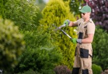 Why a Professional Tree Pruning Service Is Essential for Healthy and Safe Trees tree pruning service