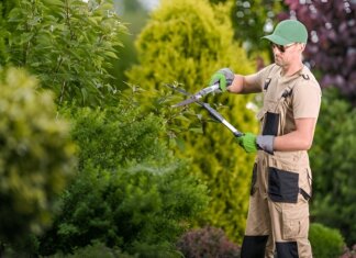 Why a Professional Tree Pruning Service Is Essential for Healthy and Safe Trees tree pruning service