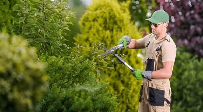 Why a Professional Tree Pruning Service Is Essential for Healthy and Safe Trees tree pruning service