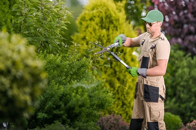 tree pruning service tree pruning service